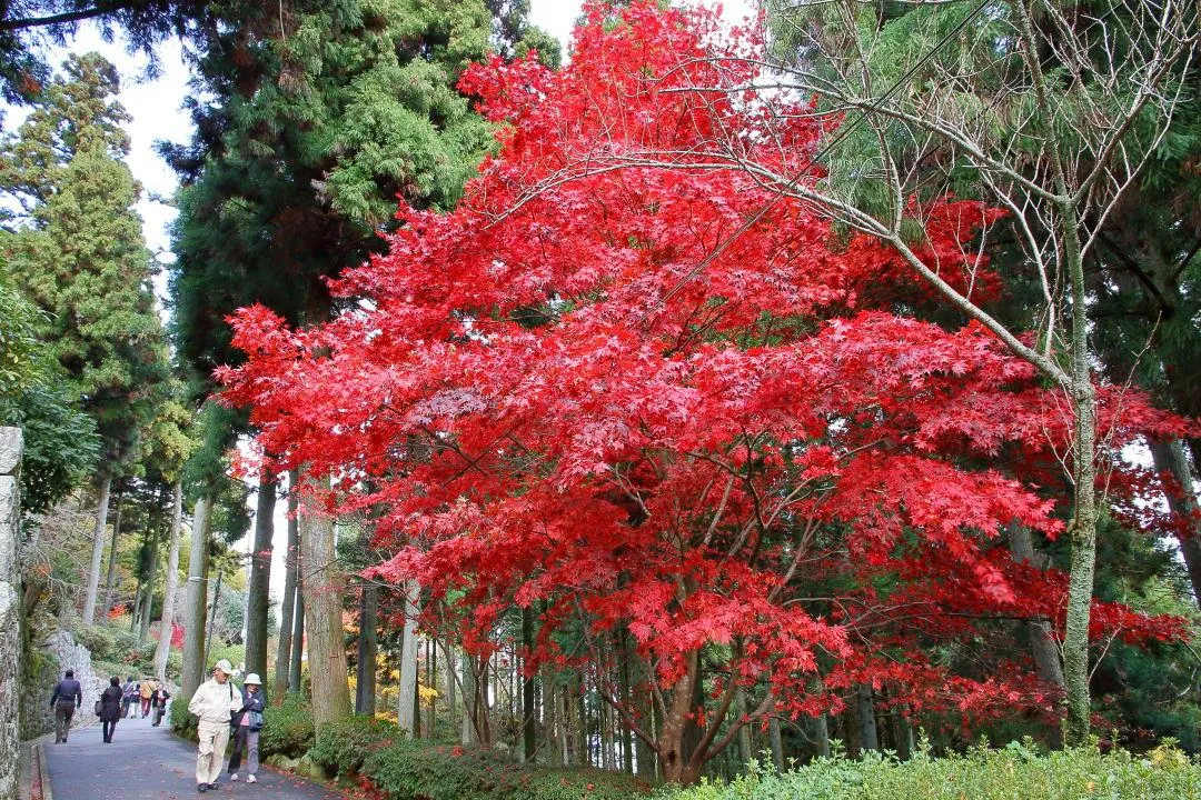 参道の紅葉