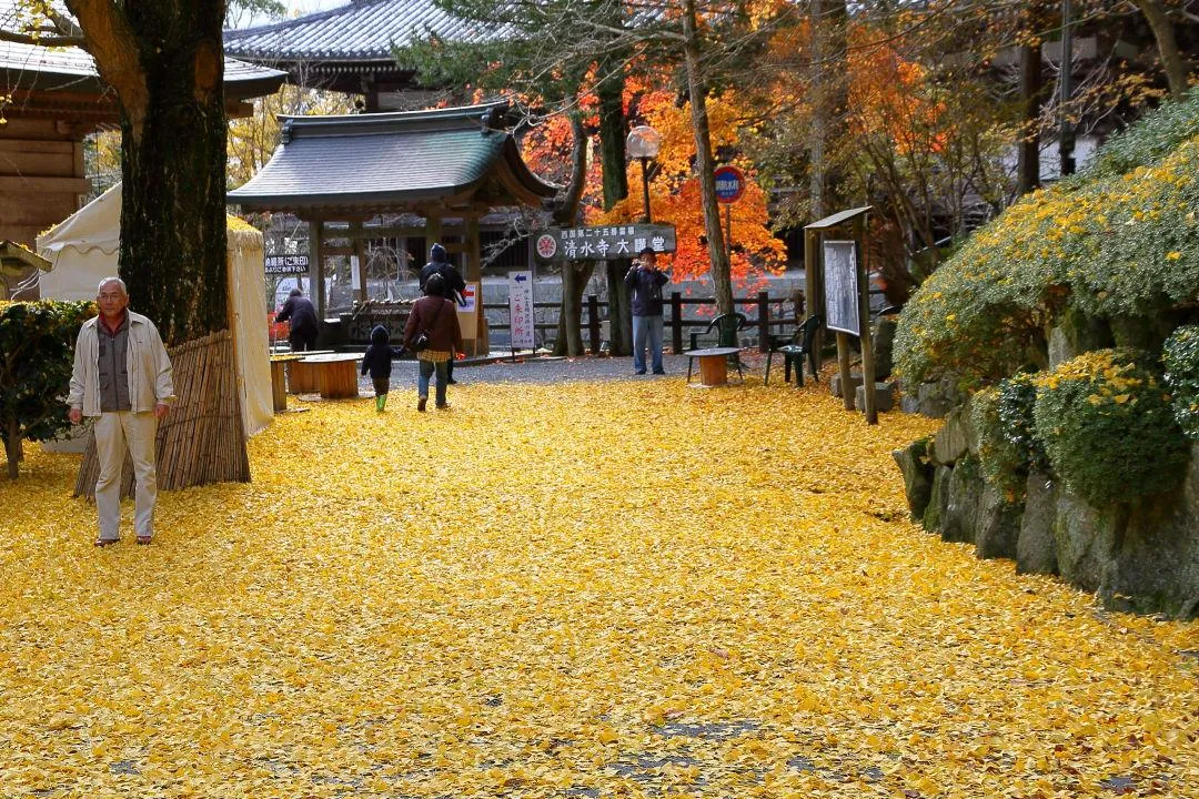 イチョウの絨毯