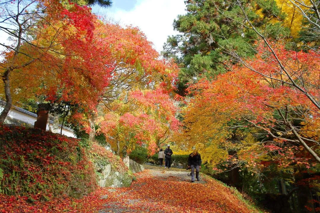 紅葉と落葉