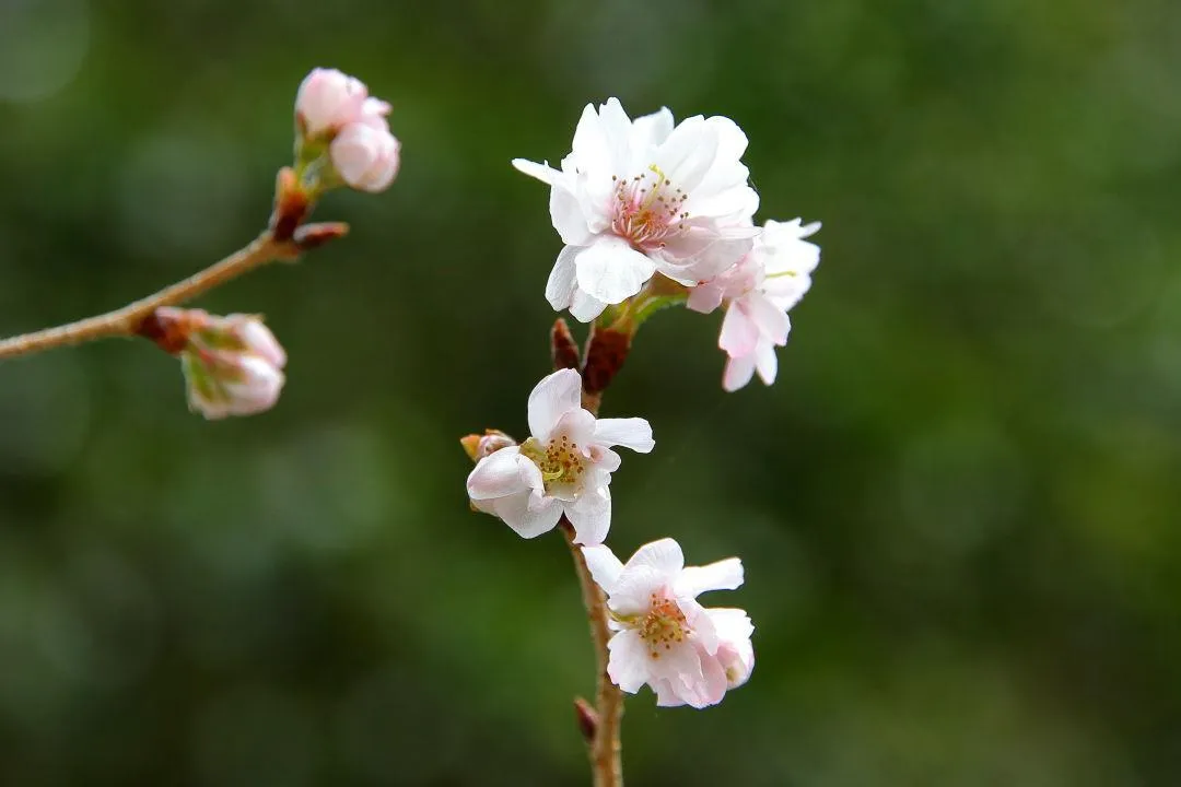 十月桜