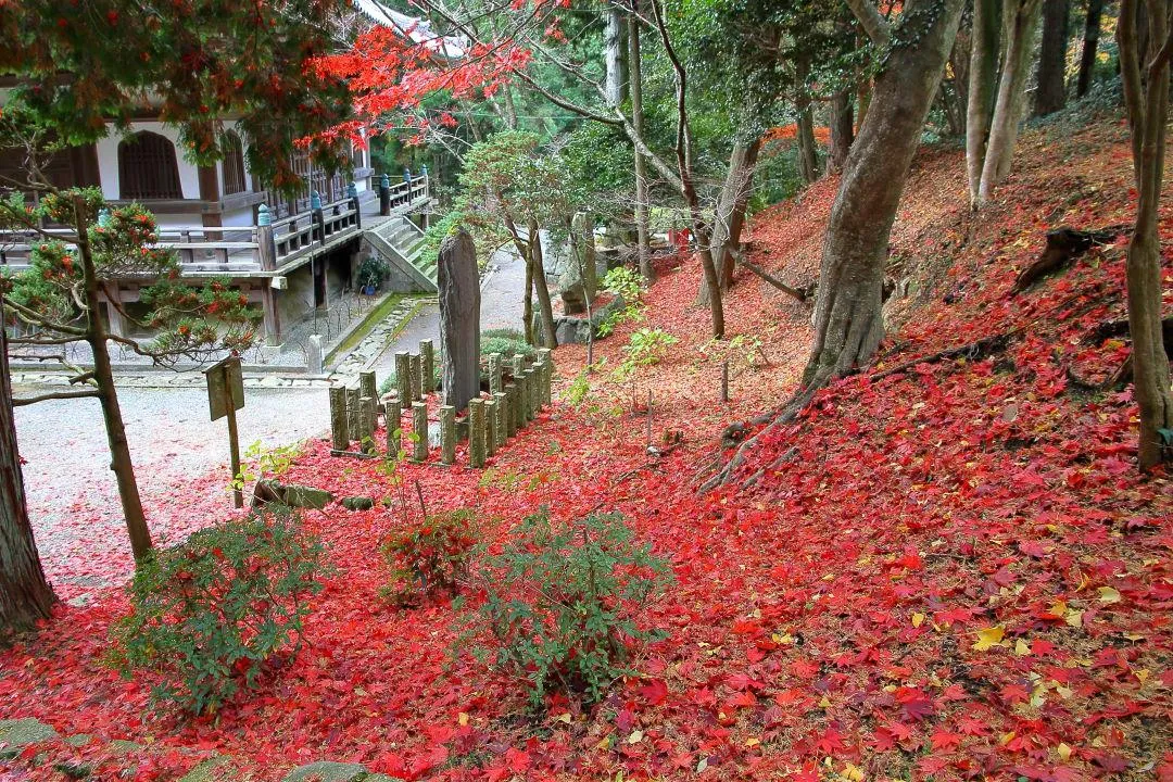 モミジの落葉と根本中堂