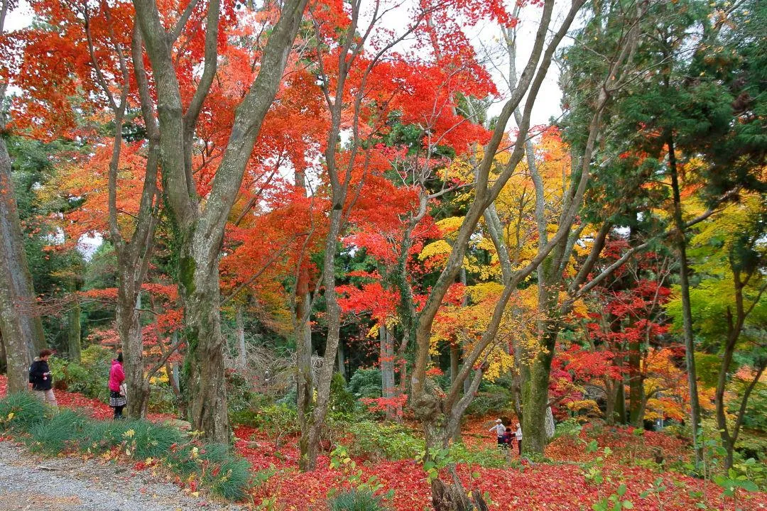 参道の紅葉