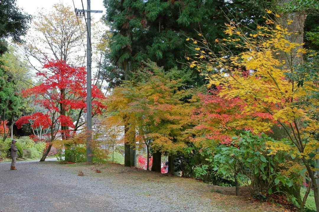 参道の紅葉