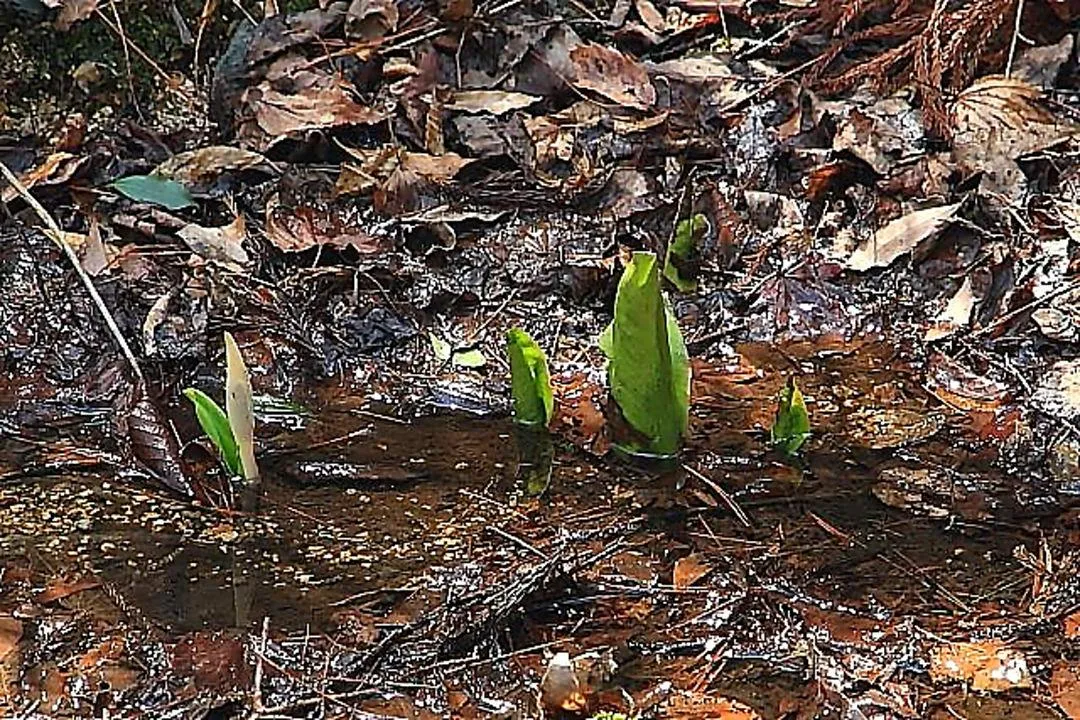 水芭蕉の葉