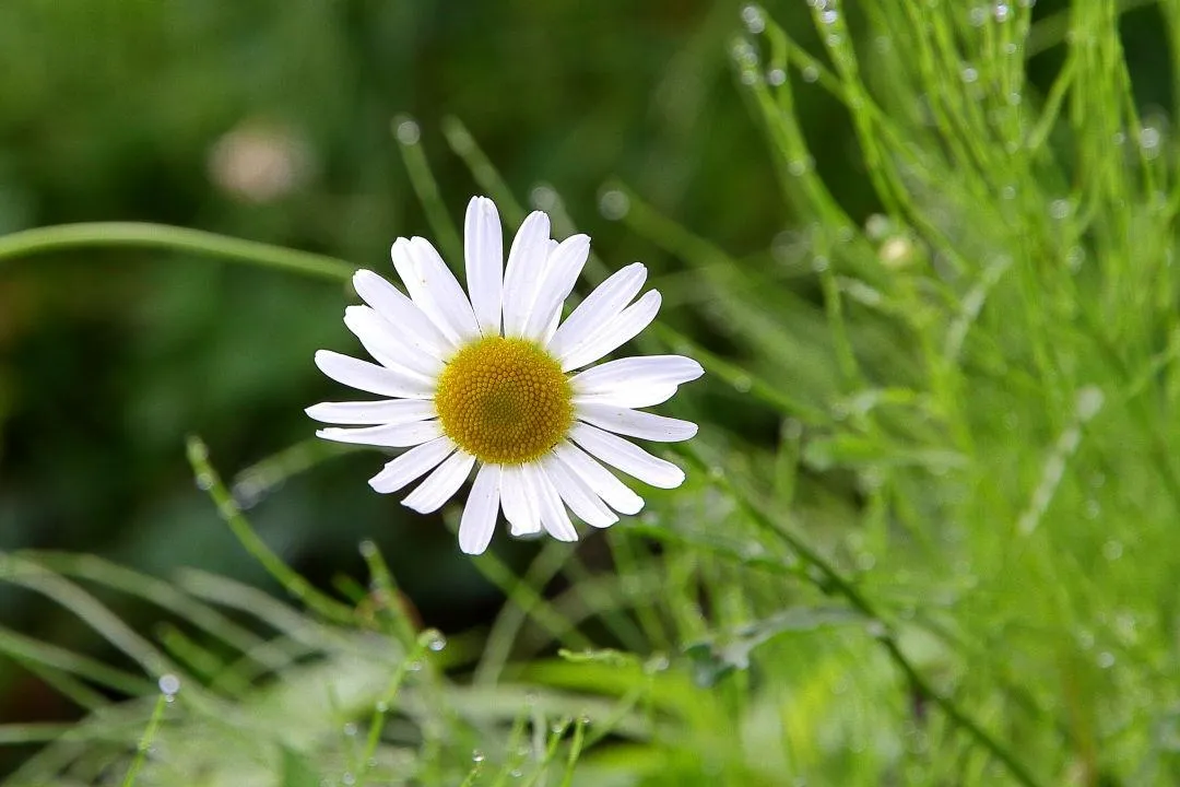 野の花