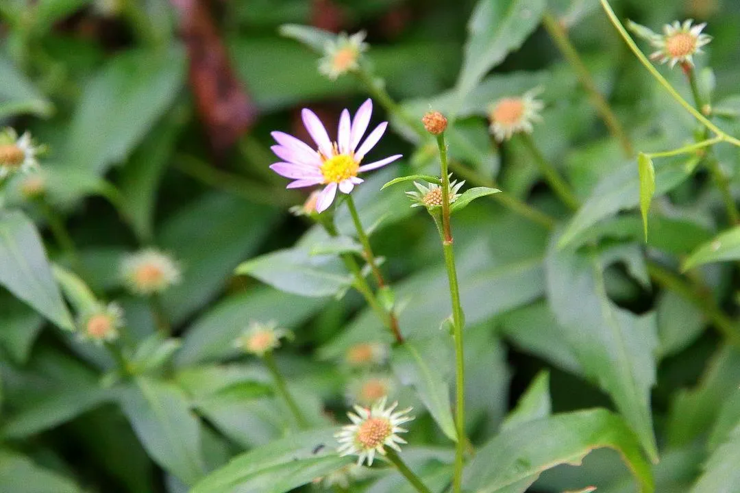 野の花