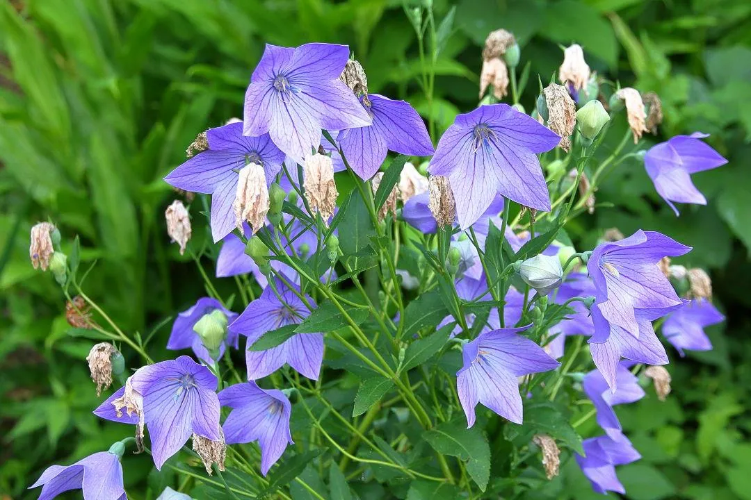 庭植えのキキョウ