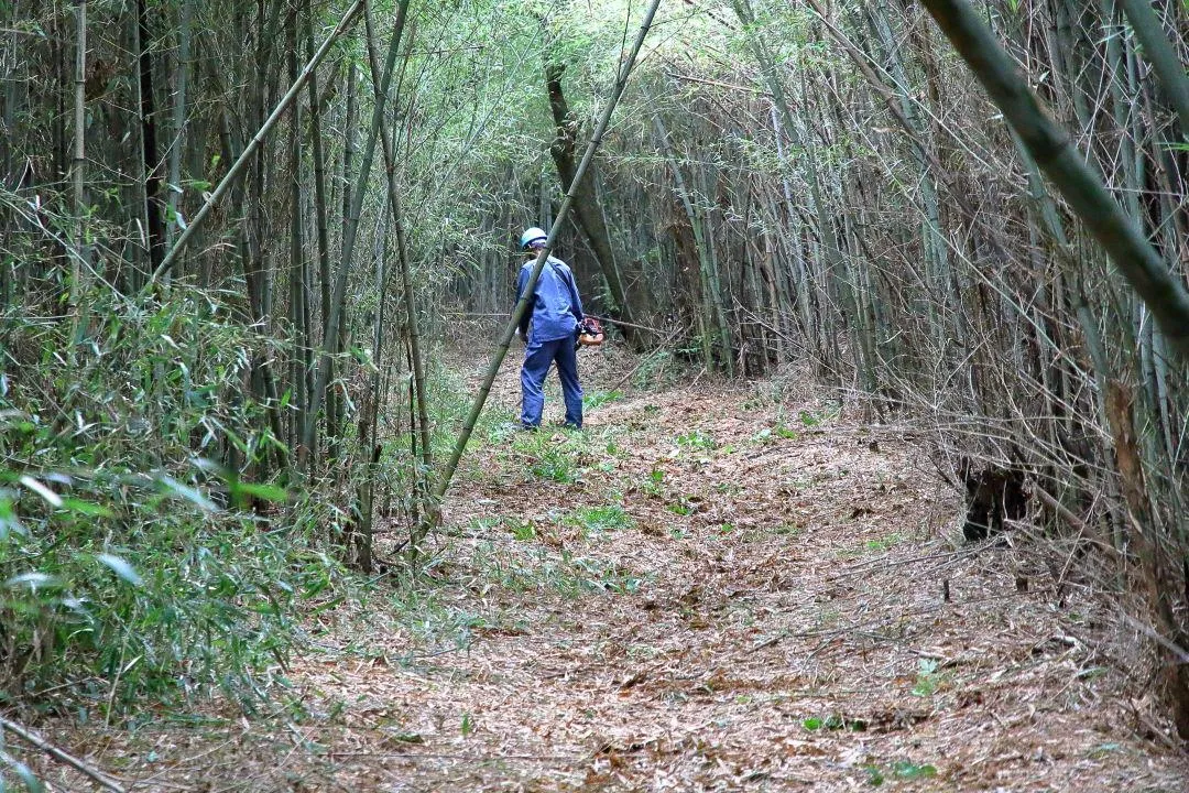 竹林の道