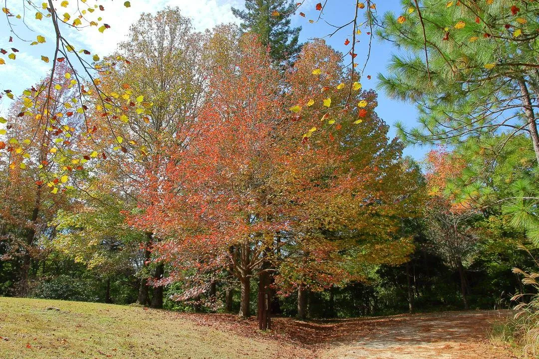 モミジバフウの紅葉