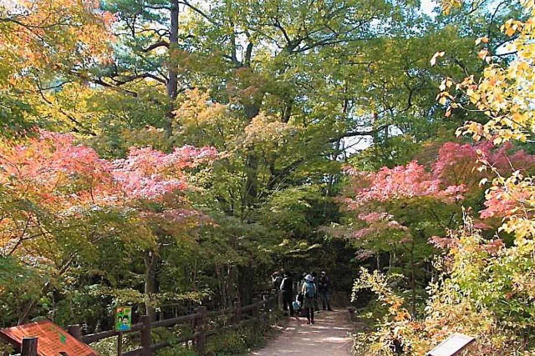 カモシカ広場側のモミジ