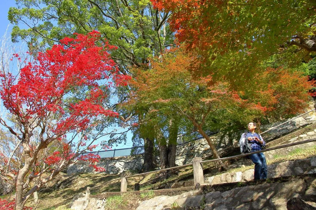 五本松堰堤の紅葉