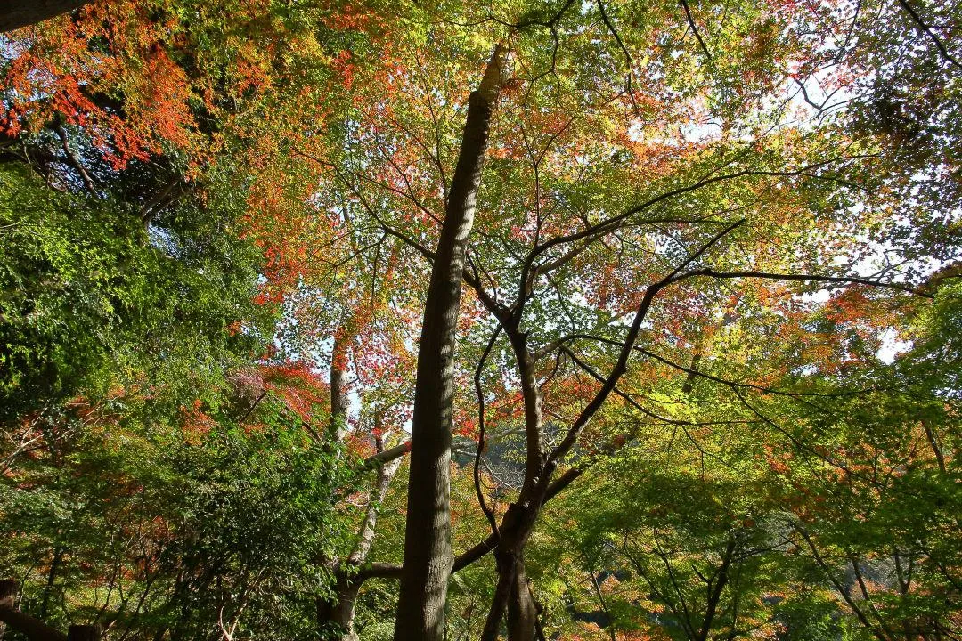 通路の紅葉