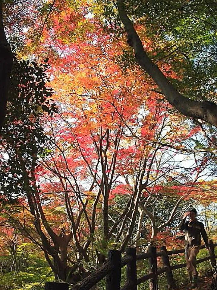 通路の紅葉