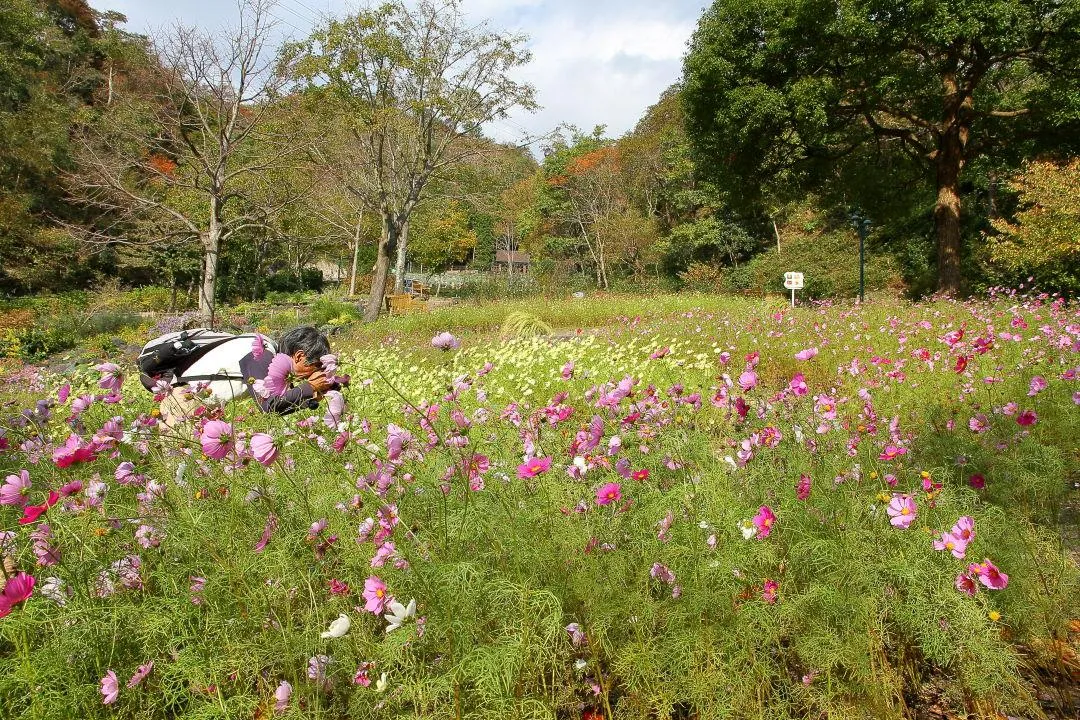 コスモス園