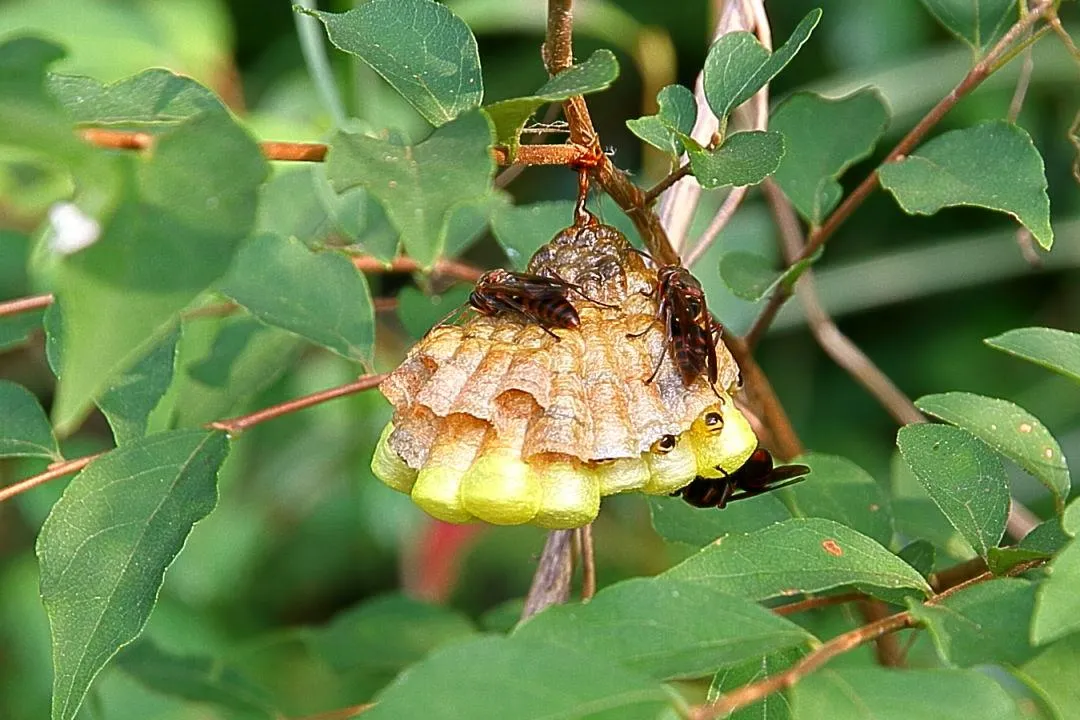 ヤマトアシナガバチの巣