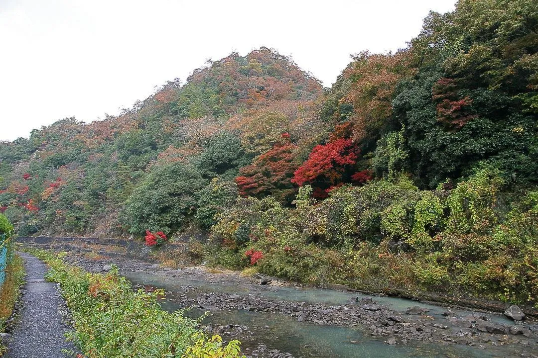 羽束川の紅葉