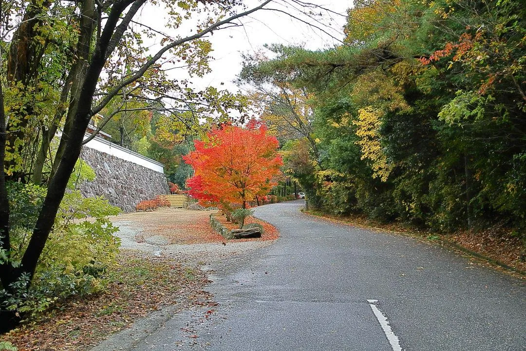 鏑射寺前の紅葉