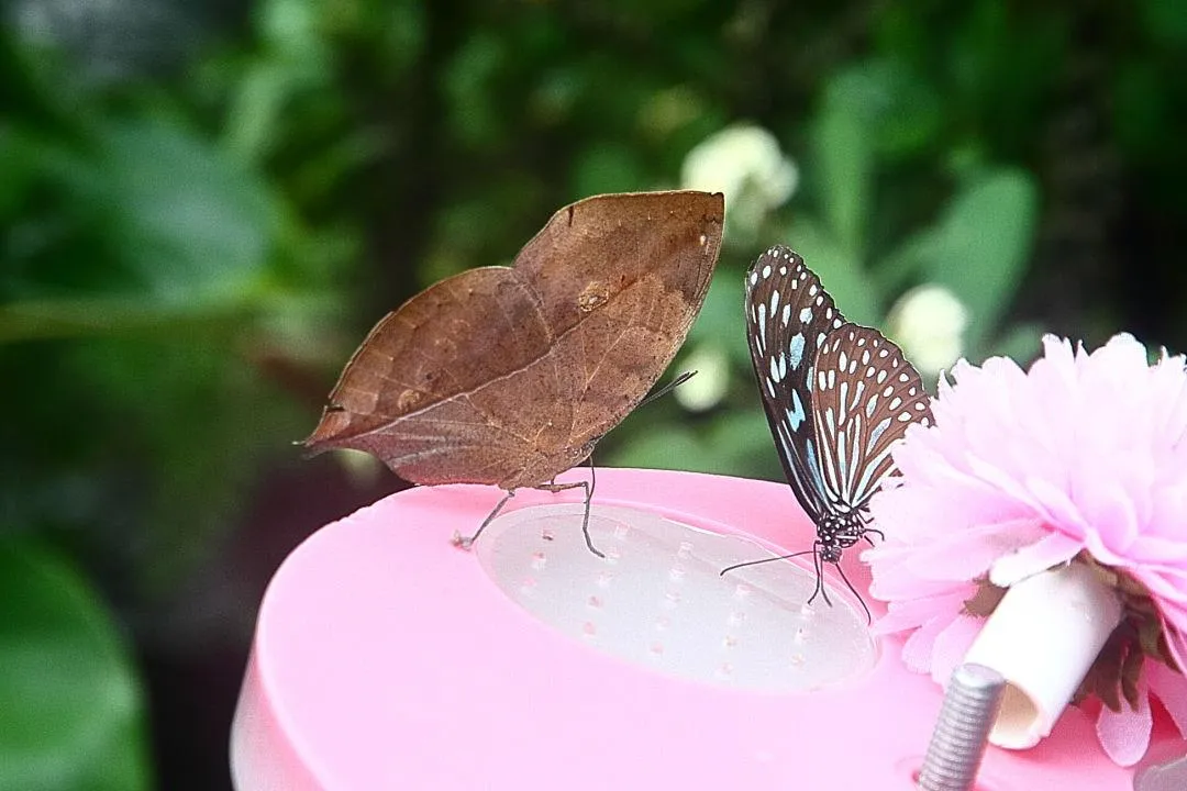 コノハチョウ