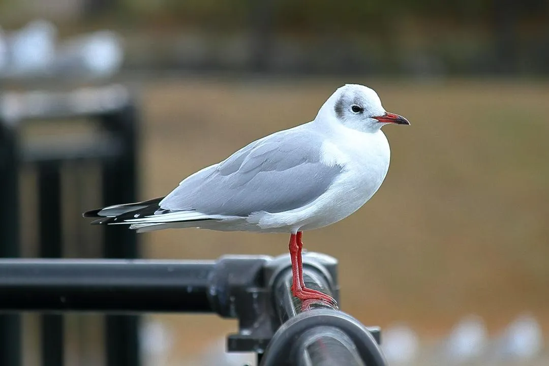 ユリカモメ